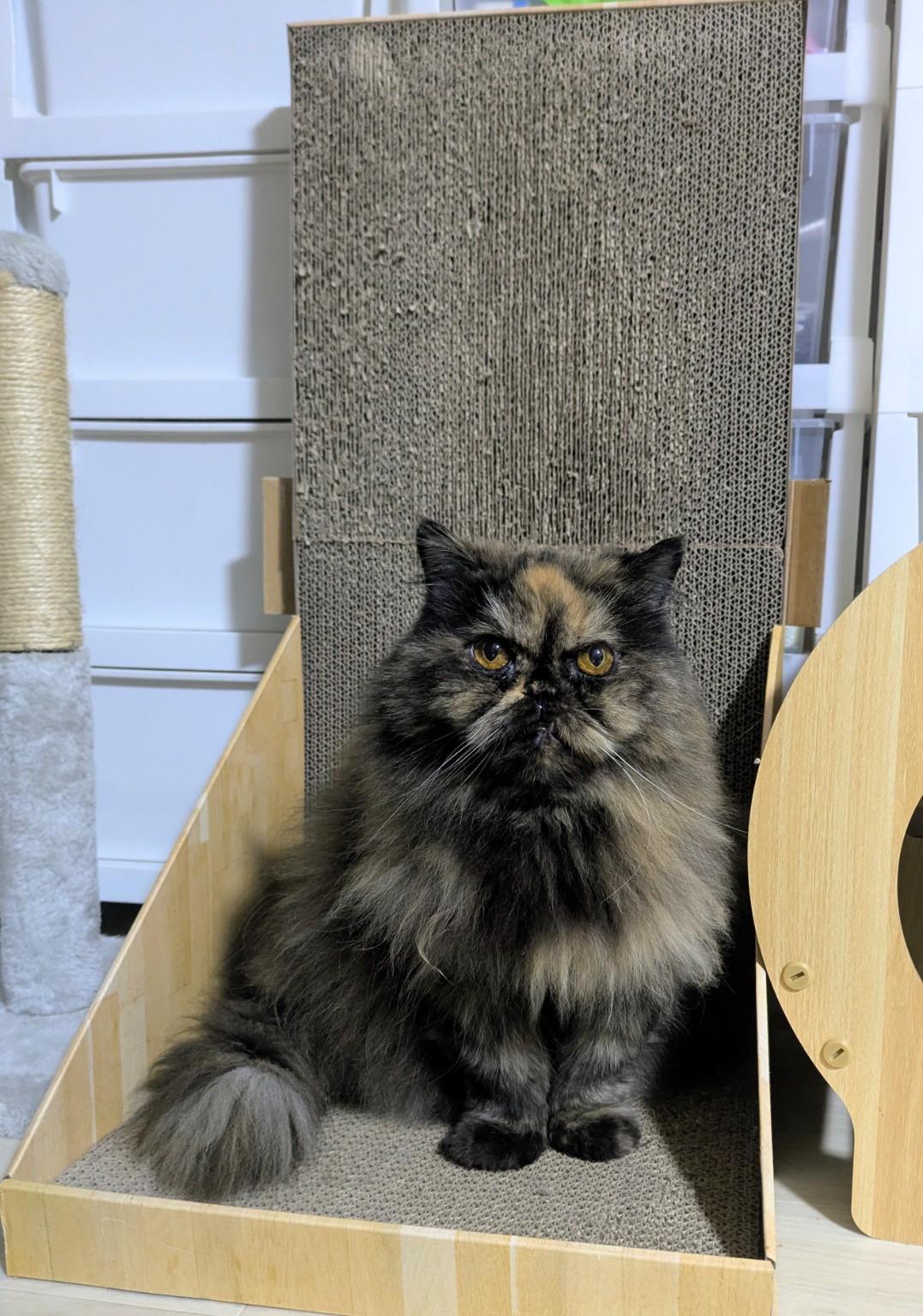 猫壱バリバリボードを使ってくつろいでいるうちの子